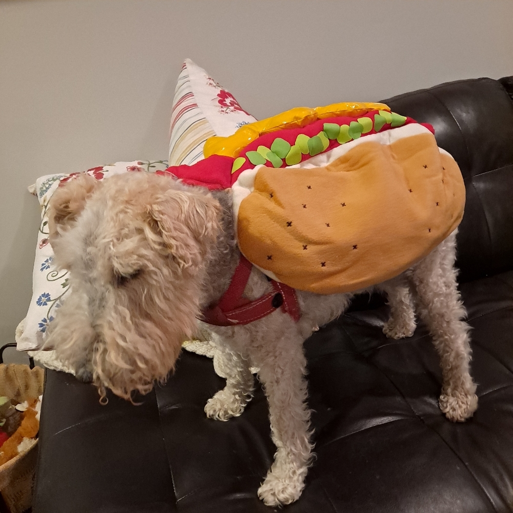 Hot Dog Light Up Dog Costume